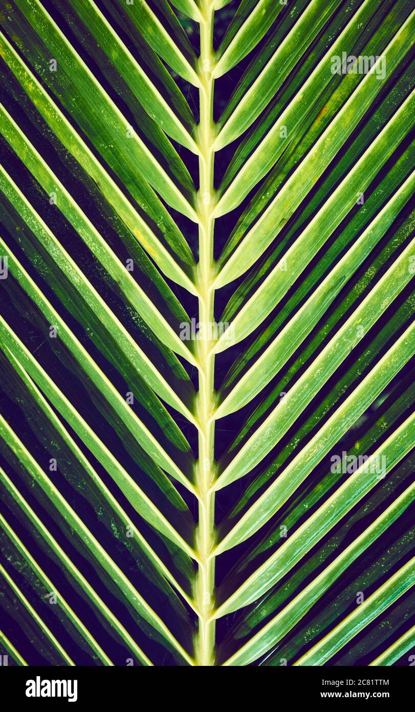 Nahaufnahme eines Palmenblattes, Naturhintergrund, farbiges Bild, selektiver Fokus. Stockfoto