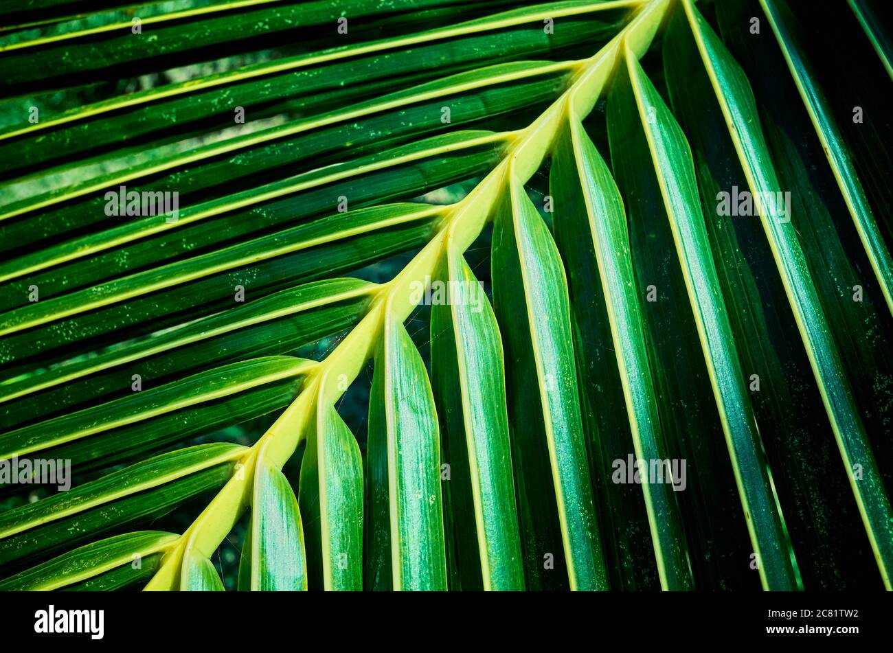 Nahaufnahme eines Palmenblattes, Naturhintergrund, selektiver Fokus. Stockfoto