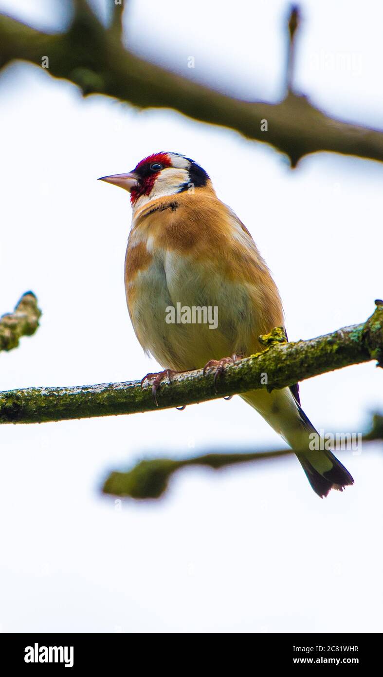 Europäischer Goldfinch auf einer Zweigstelle, Chipping, Preston, Lancashire, Großbritannien Stockfoto