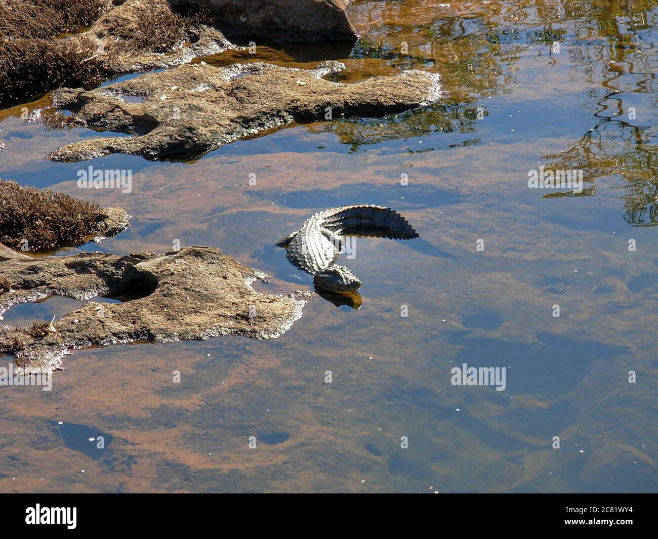 High-Angle-Aufnahme eines Alligators, der in einem See schwimmend ist Tagsüber Stockfoto