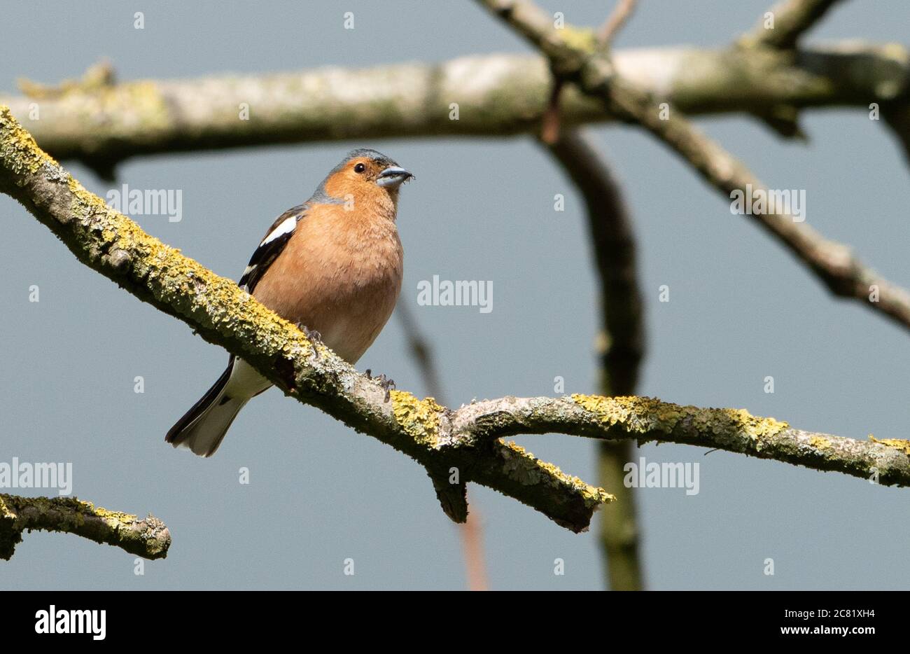 Ein männlicher Chaffinch, Chipping, Preston, Lancashire, Großbritannien Stockfoto