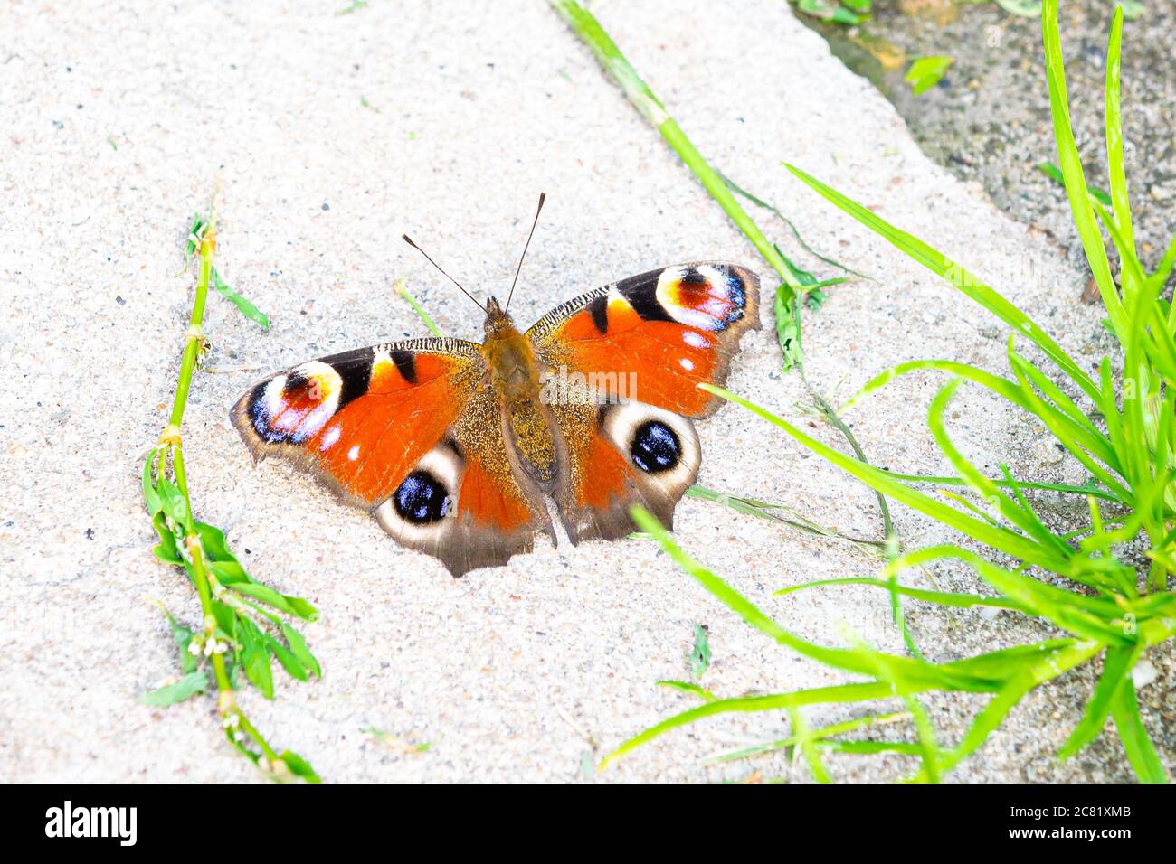 Großer, bunter Schmetterling, der als Pfauenschmetterling (lateinischer Name: Aglais io) bekannt ist, erwärmt sich auf einem Stein Stockfoto