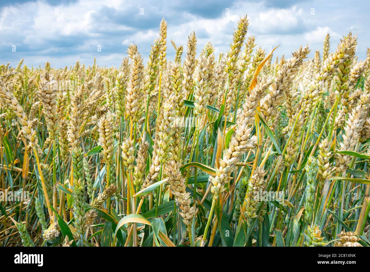 Die Ähren des Weizens im Feld, die Getreidekörner reifend Stockfoto