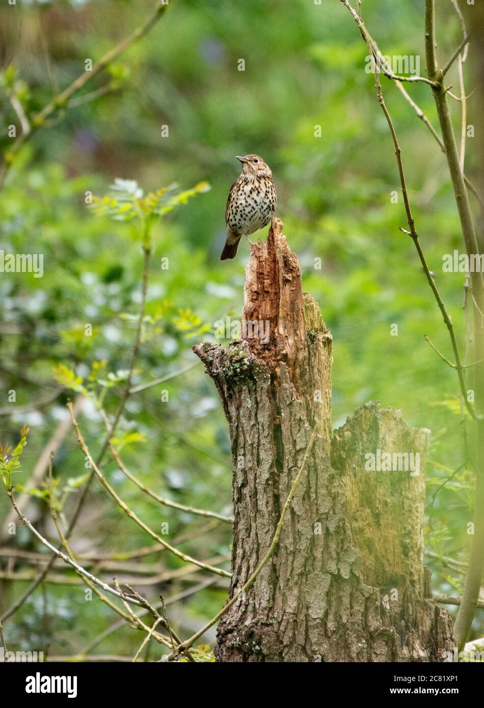 Ein Song Thrush auf einem Baumstumpf, Chipping, Preston, Lancashire, Großbritannien Stockfoto