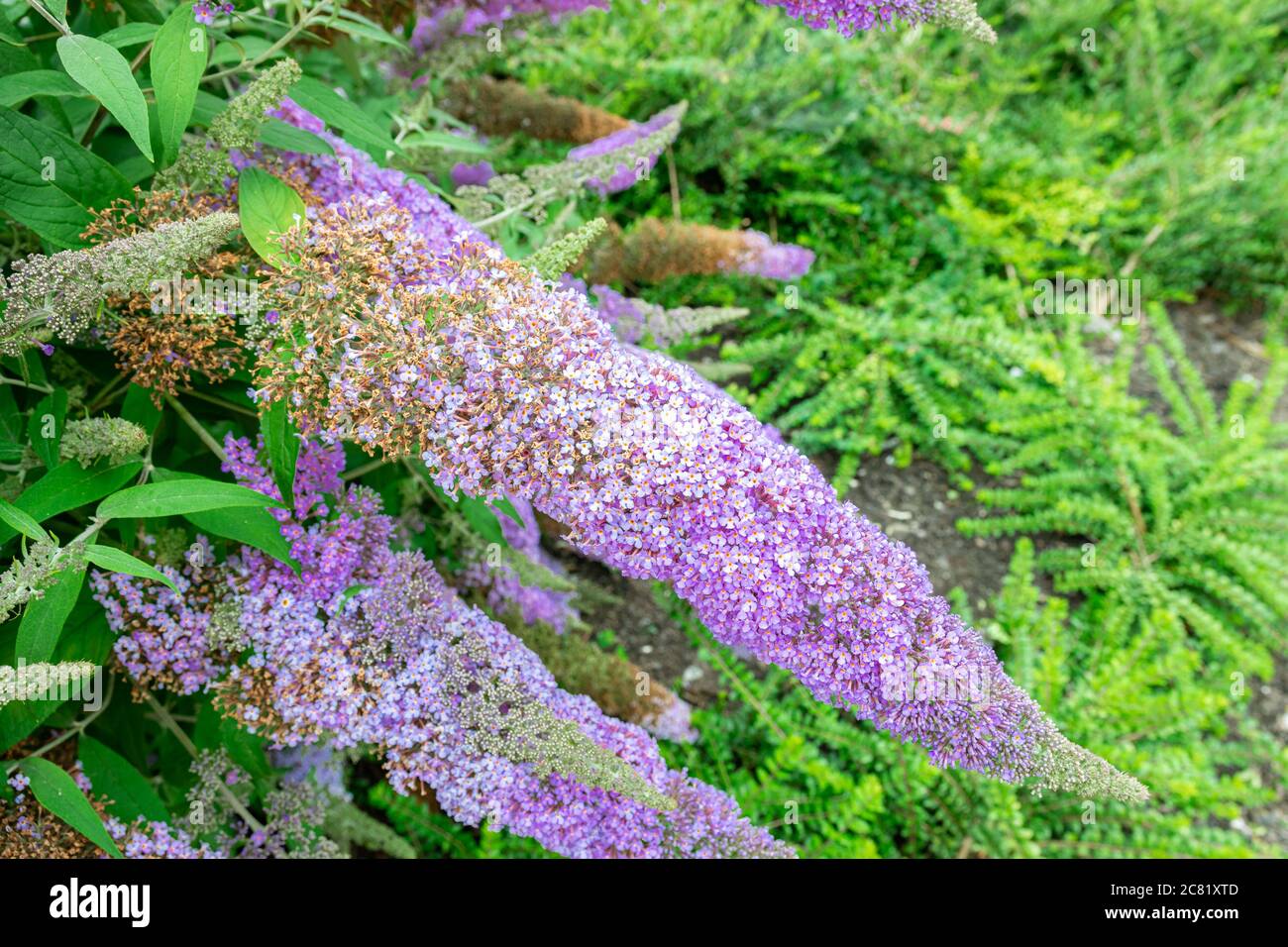 Lila oder lila Blüten von Schmetterlingsbusch oder Sommer Flieder (lateinischer Name: Buddleja davidii). Der Blütenkopf besteht aus unzähligen kleinen Blumen. Stockfoto