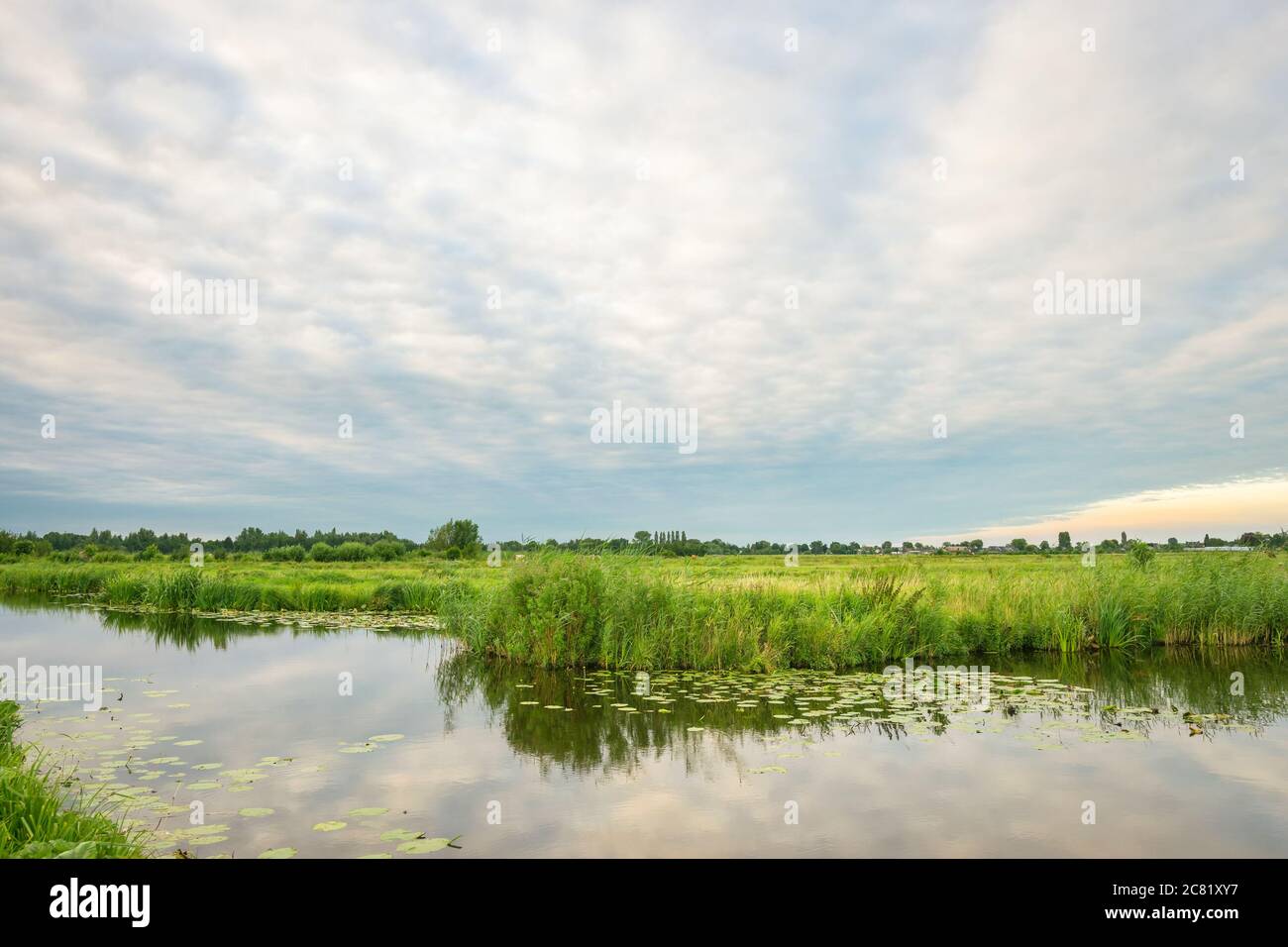 Ruhige Szene der holländischen Polderlandschaft in der Nähe von Gouda, Holland mit grünen Wiesen und Gräben gefüllt mit Wasser Stockfoto