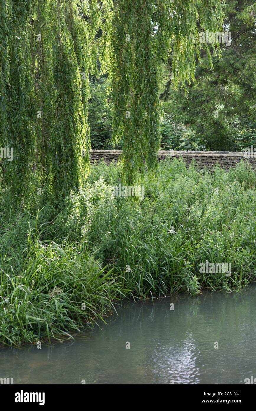 Trauerweide über einem Bach und cotswolds Steinmauer Stockfoto