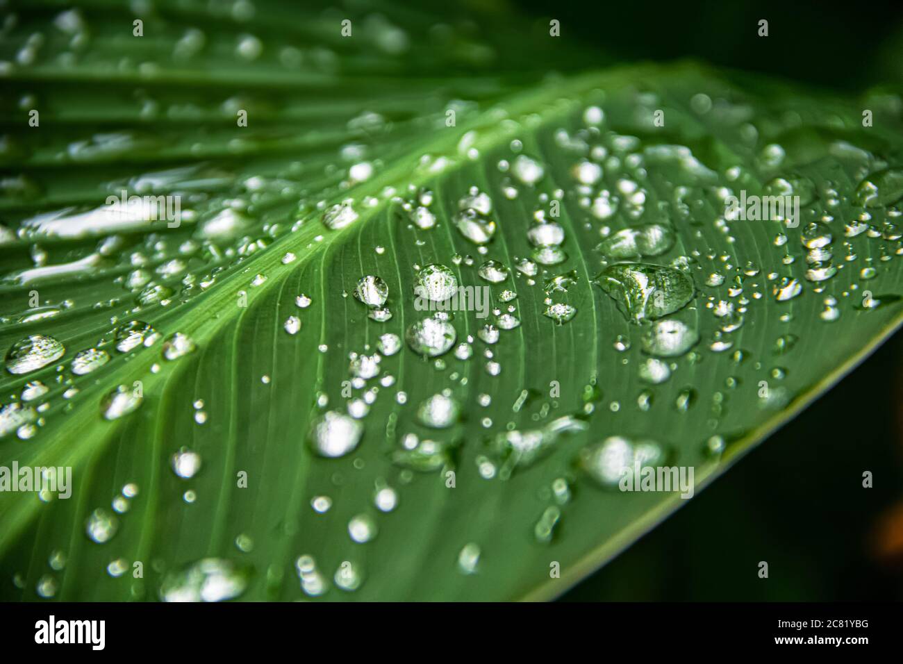 Transparentes Regenwasser auf einem grünen Blatt einer Canna-Pflanze. Nahaufnahme. Nach starkem Regen erhalten Blumen und Blätter ihre natürliche Schönheit. Stockfoto