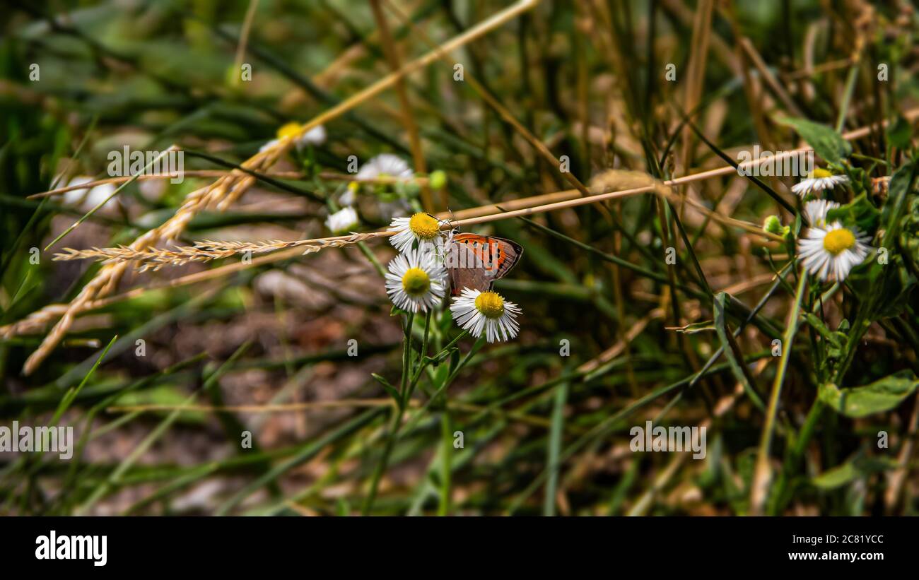 Ein Schmetterling sitzt auf einer Kamillenblume gegen eine grüne Wiese. Farben des blühenden Sommers an einem warmen Julitag Stockfoto