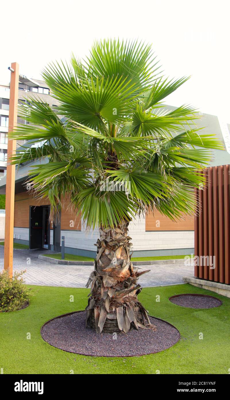 Kurze Palme im Garten eines McDonalds Fast-Food-Restaurants Arecaceae Santander Cantabria Spanien Stockfoto