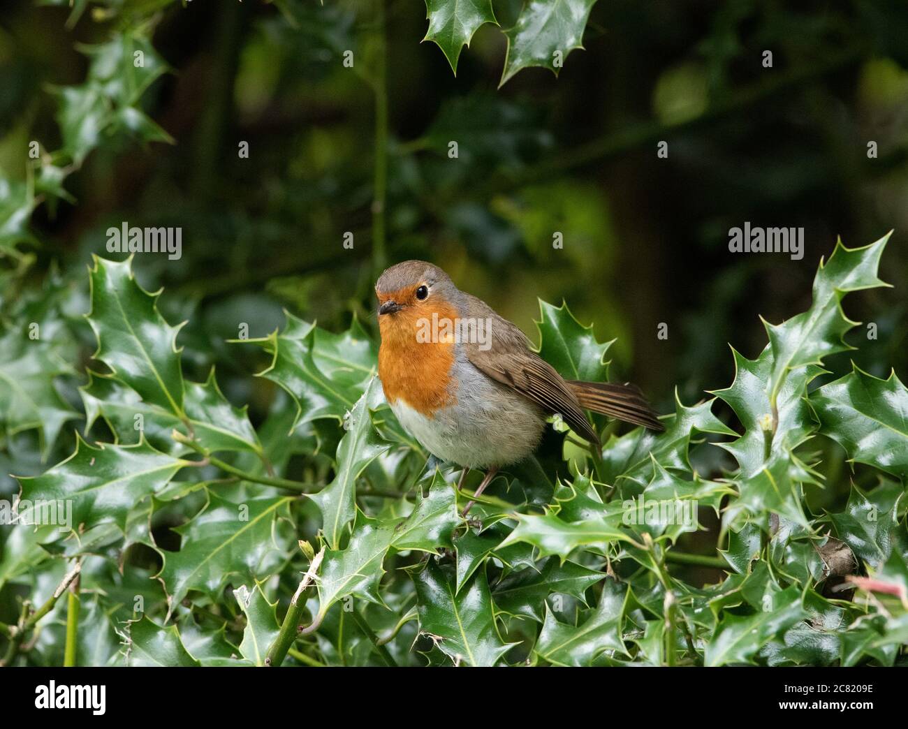 Ein Robin im Stechbusch, Chipping, Preston, Lancashire, Großbritannien Stockfoto
