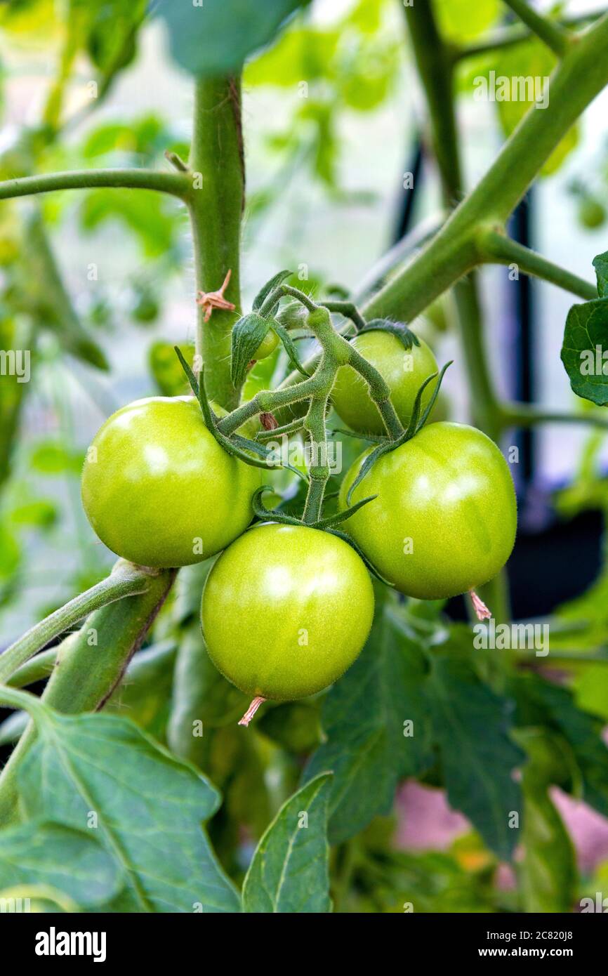 Youg grüne Tomaten an einer Zuteilung angebaut Stockfoto