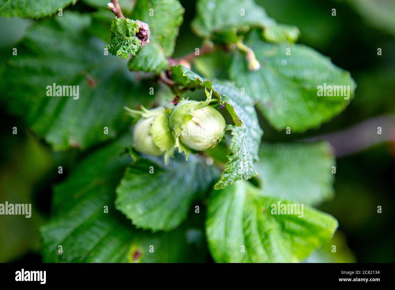 Frische grüne Haselnüsse wachsen auf einem Baum Stockfoto