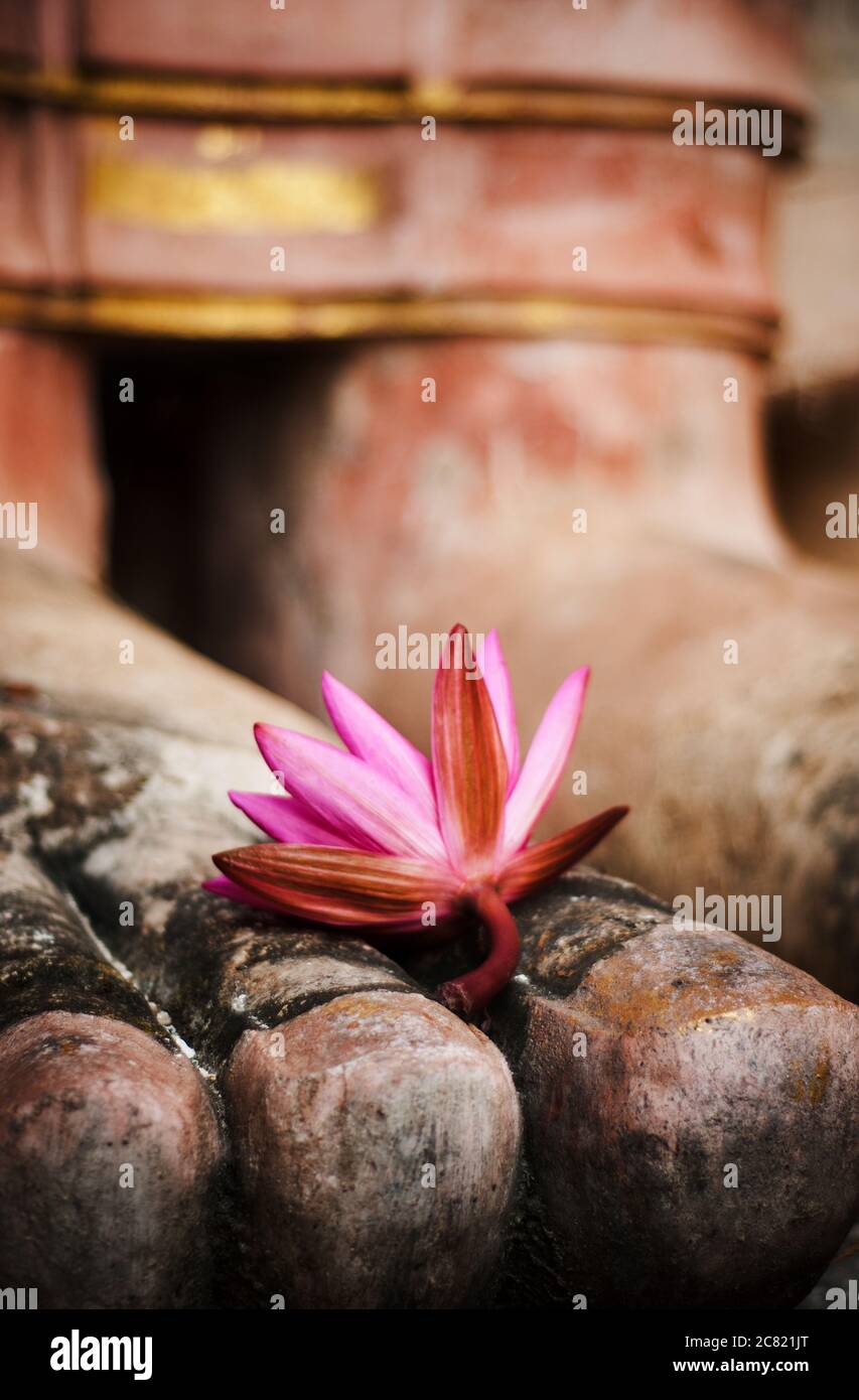 Lotusblume am Fuße einer Buddha-Statue im Sukhothai Historical Park in der Sukhothai Provinz, Thailand, Südostasien Stockfoto