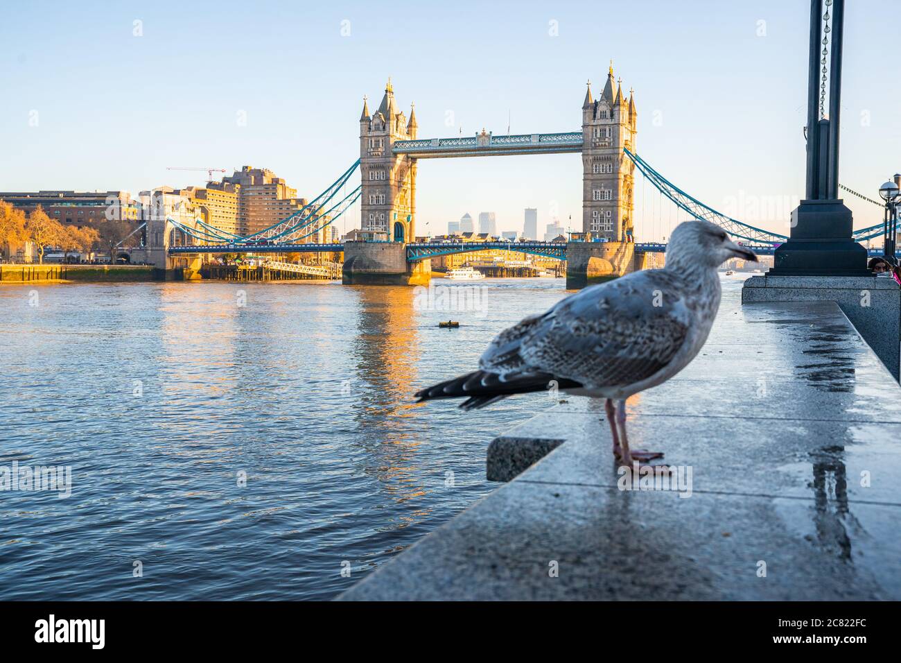Nahaufnahme einer Möwe mit der berühmten Tower Bridge Von London im Hintergrund Stockfoto