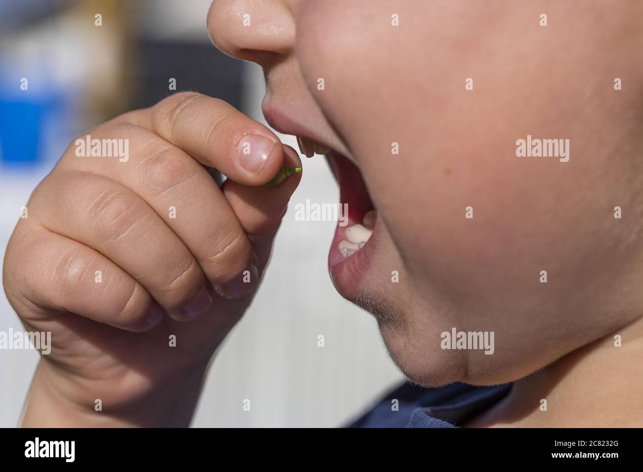 Nahaufnahme des Kindergesichts, das grüne Erbse in den Mund setzt. Gesunde Ernährung Konzept. Stockfoto