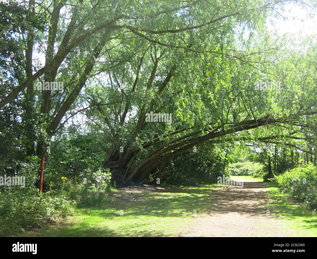 Auf einem Landweg am Delapre Lake, Northamptonshire, überhängen bogenförmig angetriegene Äste den Fußweg. Stockfoto