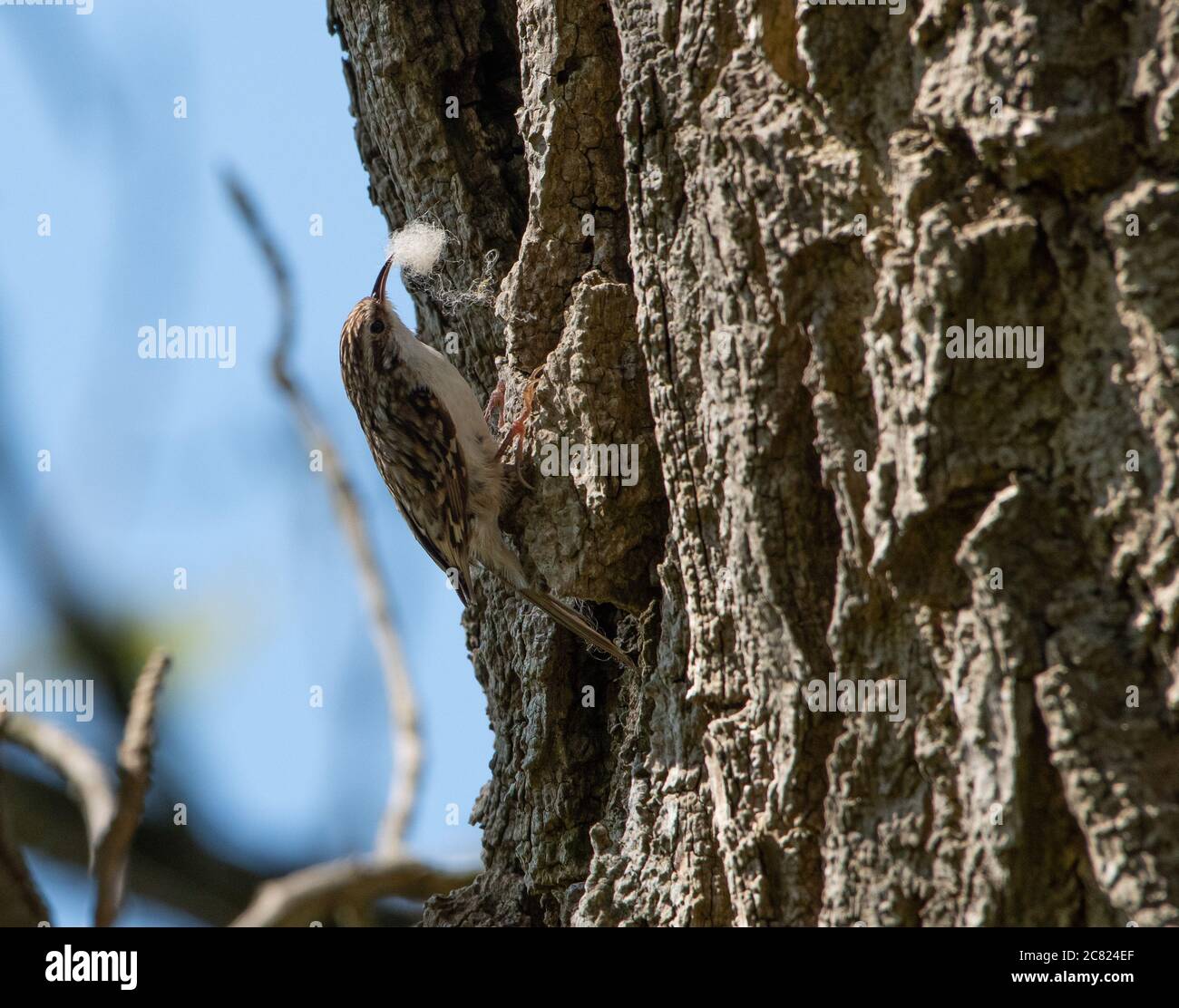 Ein Baumläufer, der ein Nest in einem Baumstamm baut, Chipping, Preston, Lancashire, Großbritannien Stockfoto