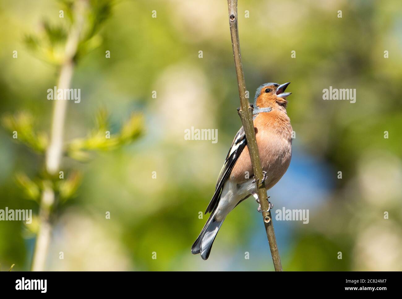 Ein männlicher Chaffinch, der singt, Chipping, Preston, Lancashire, Großbritannien Stockfoto