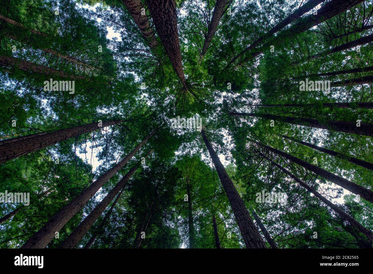 Wald mit hohen Bäumen von unten fotografiert Stockfoto