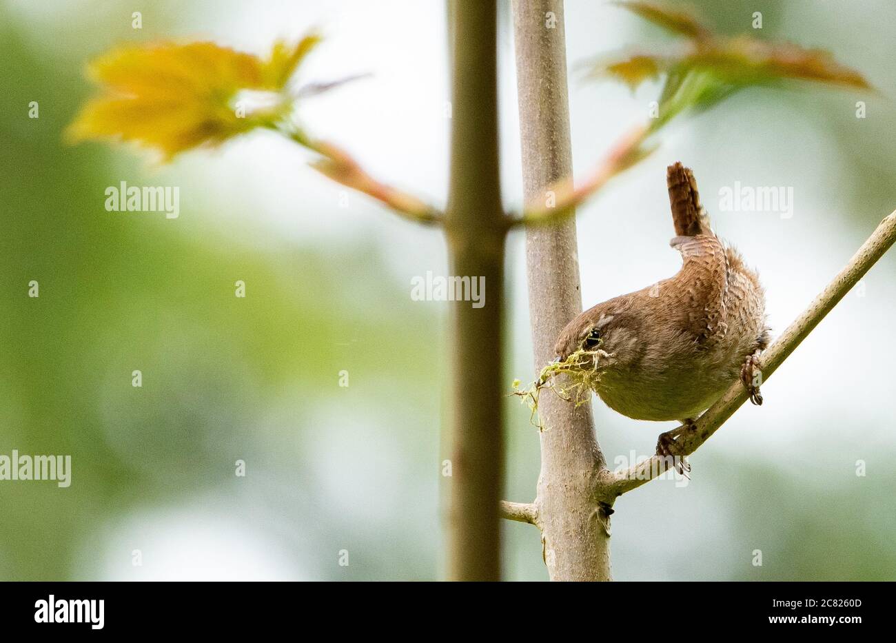 Ein Zaunkönig, der auf einem Zweig mit Moos für Nestmaterial thront, Chipping, Preston, Lancashire, UK Stockfoto
