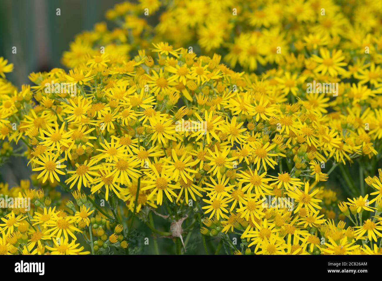Nahaufnahme von Blüten auf einer gemeinsamen Ragwurz (jacobaea vulgaris) Pflanze Stockfoto