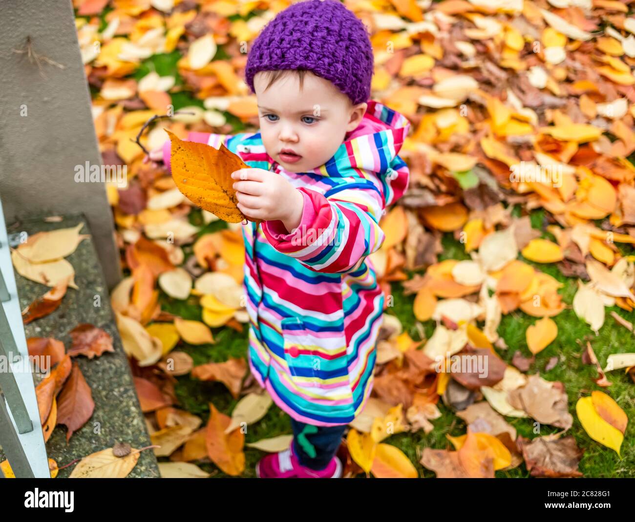 Ein Kleinkind, das draußen im Blattstreu auf dem Boden steht, ein herbstliches Blatt hält und anschaut; Surrey, British Columbia, Kanada Stockfoto