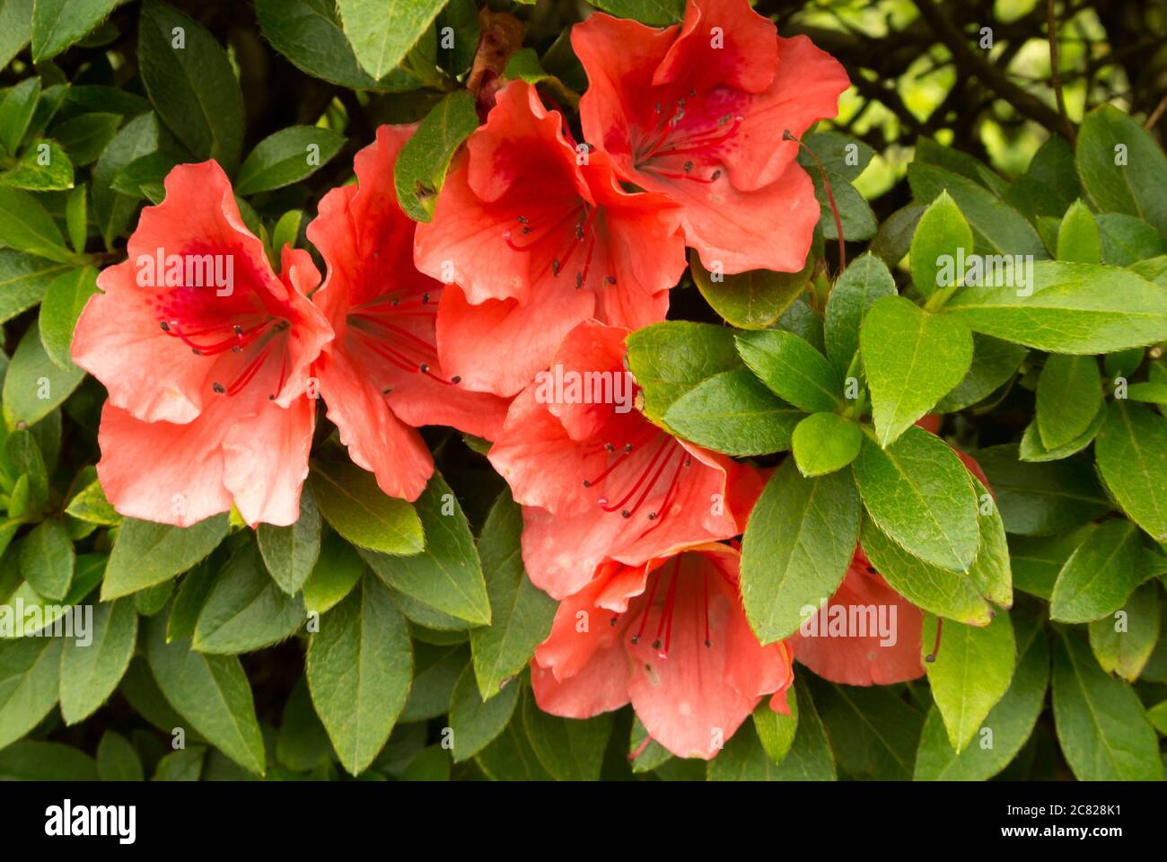 Nahaufnahme Vireyas mit Blumen und grünen Blättern Stockfoto