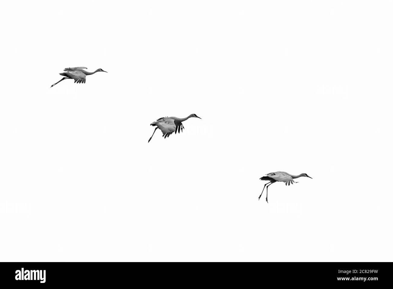 Drei Sandhill Cranes, Antigone canadensis, fallen in ihre sehr charakteristische 'Sitting' Position mit einem 'Gear down, Flaps down' confi Stockfoto