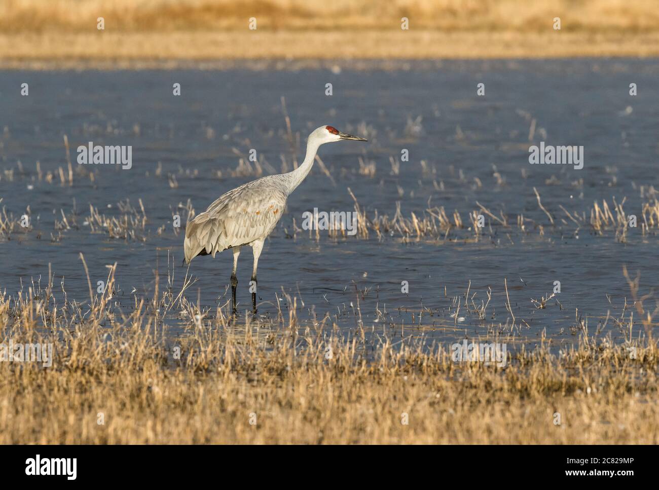 Ein Sandhill Crane, Antigone canadensis, wat in einem flachen Teich im Bosque del Apache National Wildlife Refuge in New Mexico, USA. Stockfoto