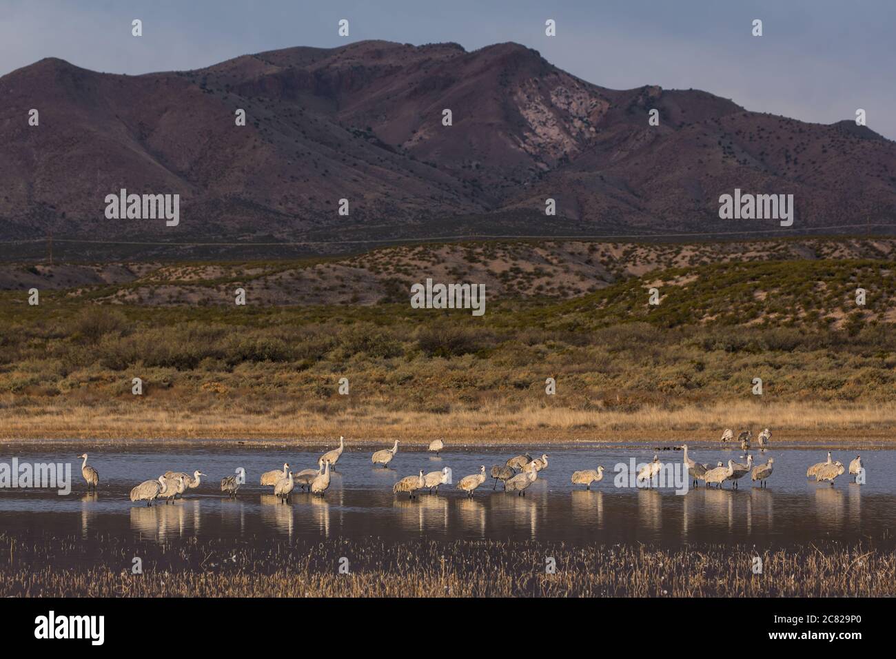 Eine Herde Sandhill Cranes, Antigone canadensis, waten in einem flachen Teich im Bosque del Apache National Wildlife Refuge in New Mexico, USA. Stockfoto