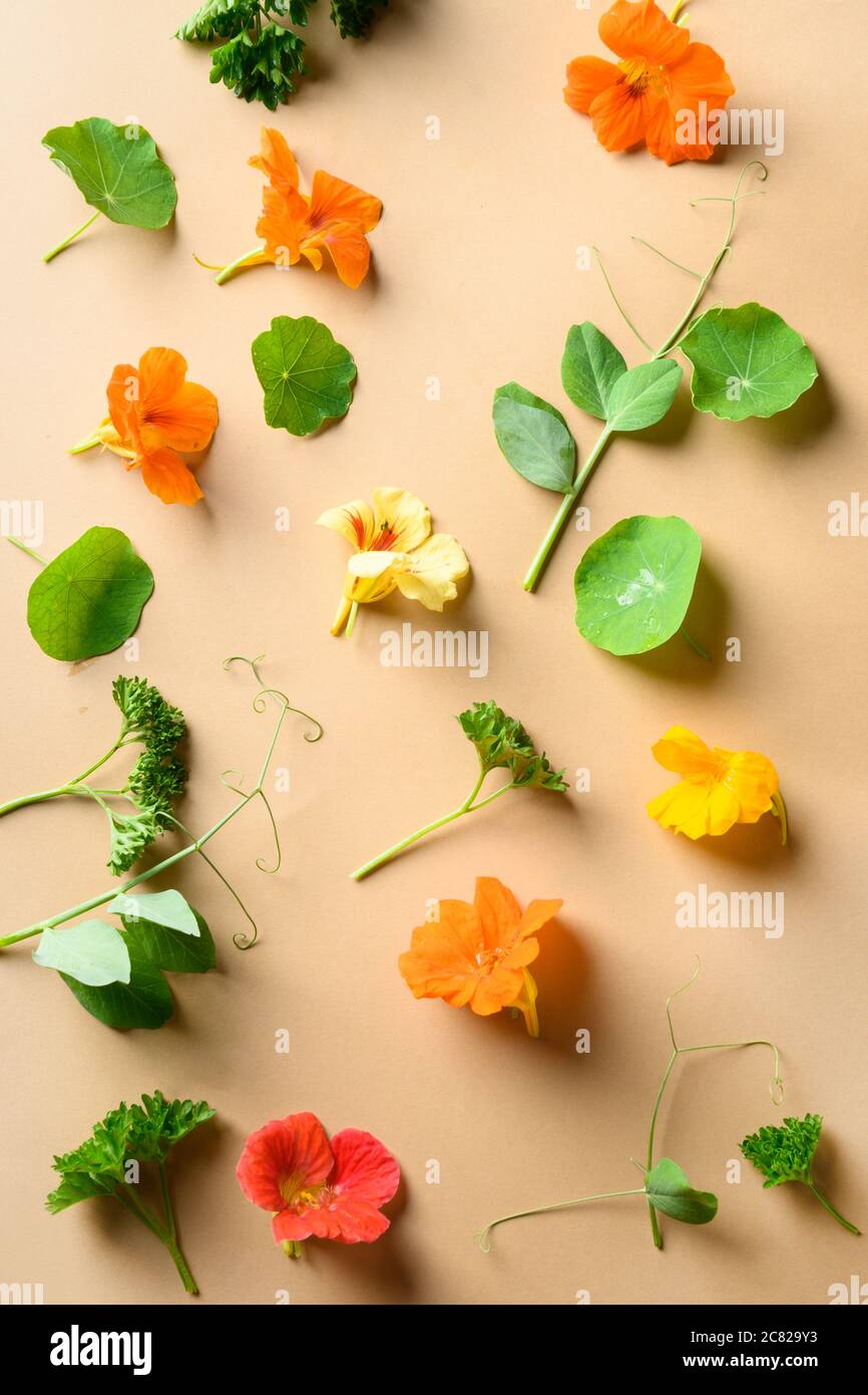 Essbare Kapuzinerkresse Blüten und Grünpflanzen auf natürlichem Beige. Stockfoto