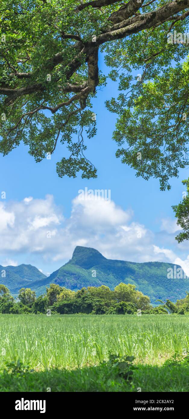 Vertikale Panoramasicht auf Berge und Zuckerrohrfelder in Mauritius, Afrika Stockfoto