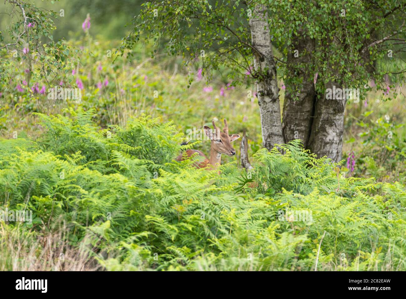 Ein männliches europäisches Reh, Capreolus capreolus grasen in einem natürlichen Waldgebiet. Stockfoto