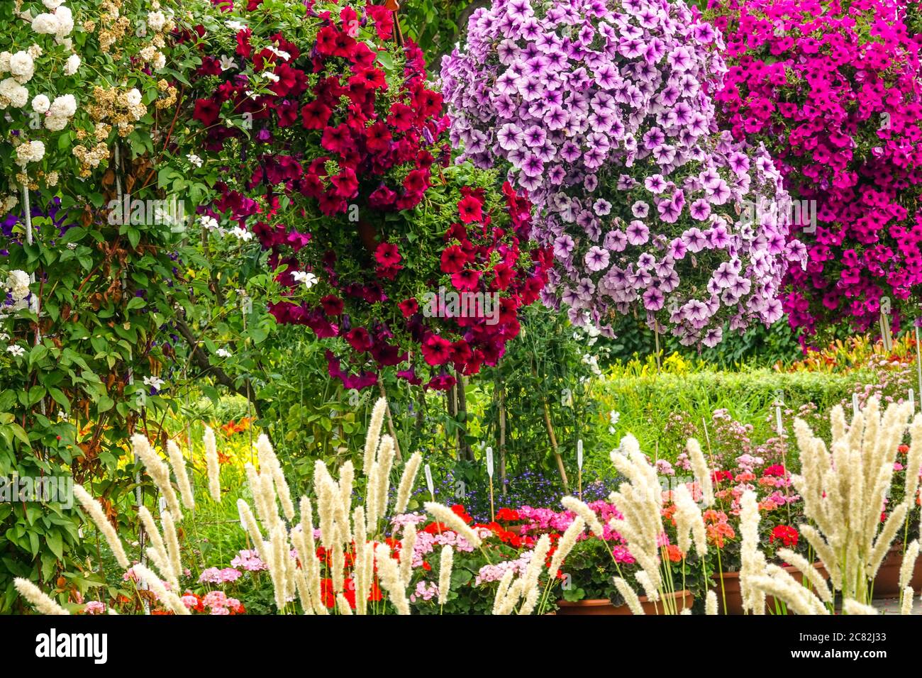 Bunte Blumen hängen in Töpfen im juli Garten Petunien Stockfoto