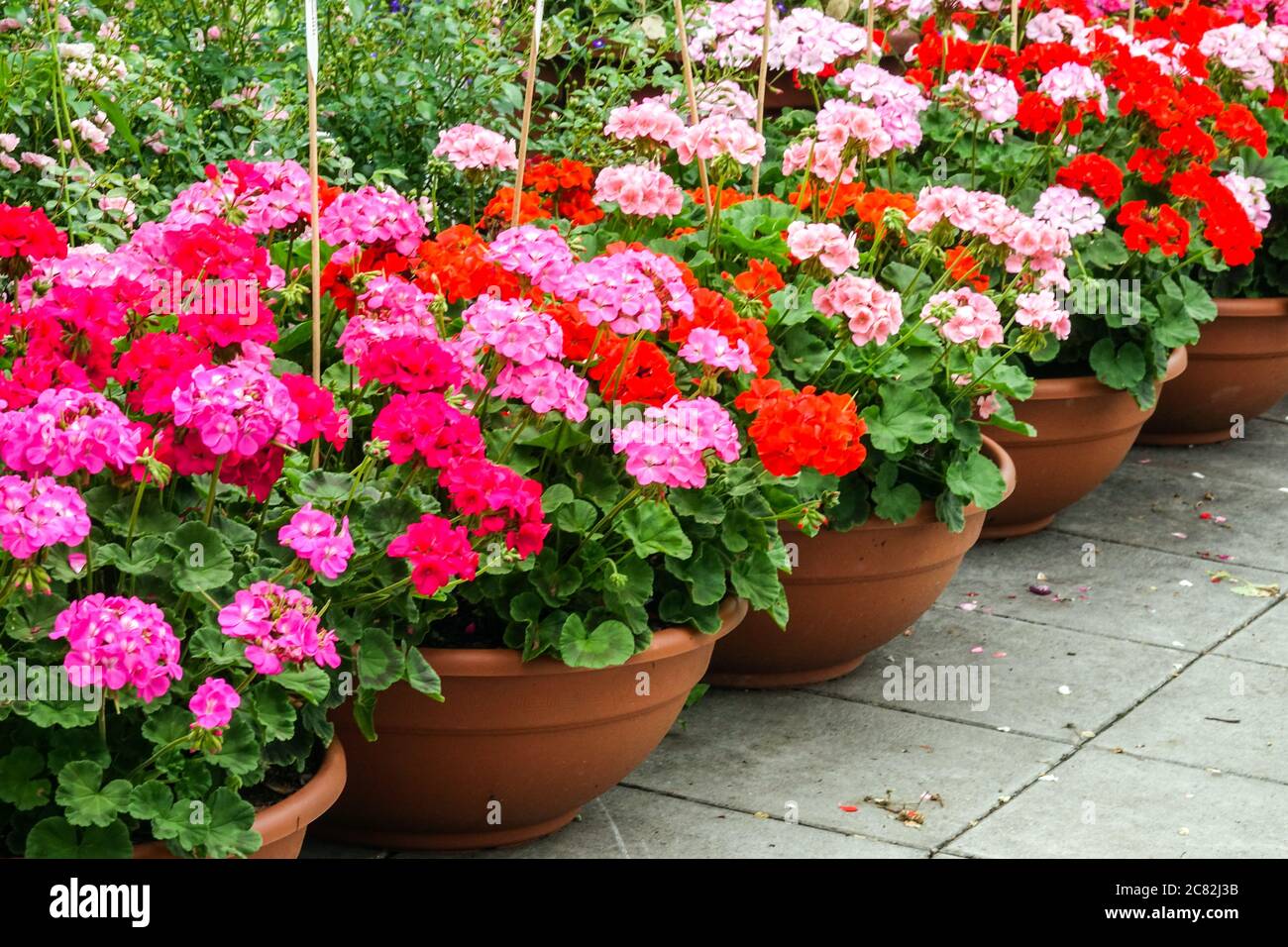 Rosa-rotes Pelargonium im Topf Geranium Töpfe Topfpflanzen im Garten Stockfoto