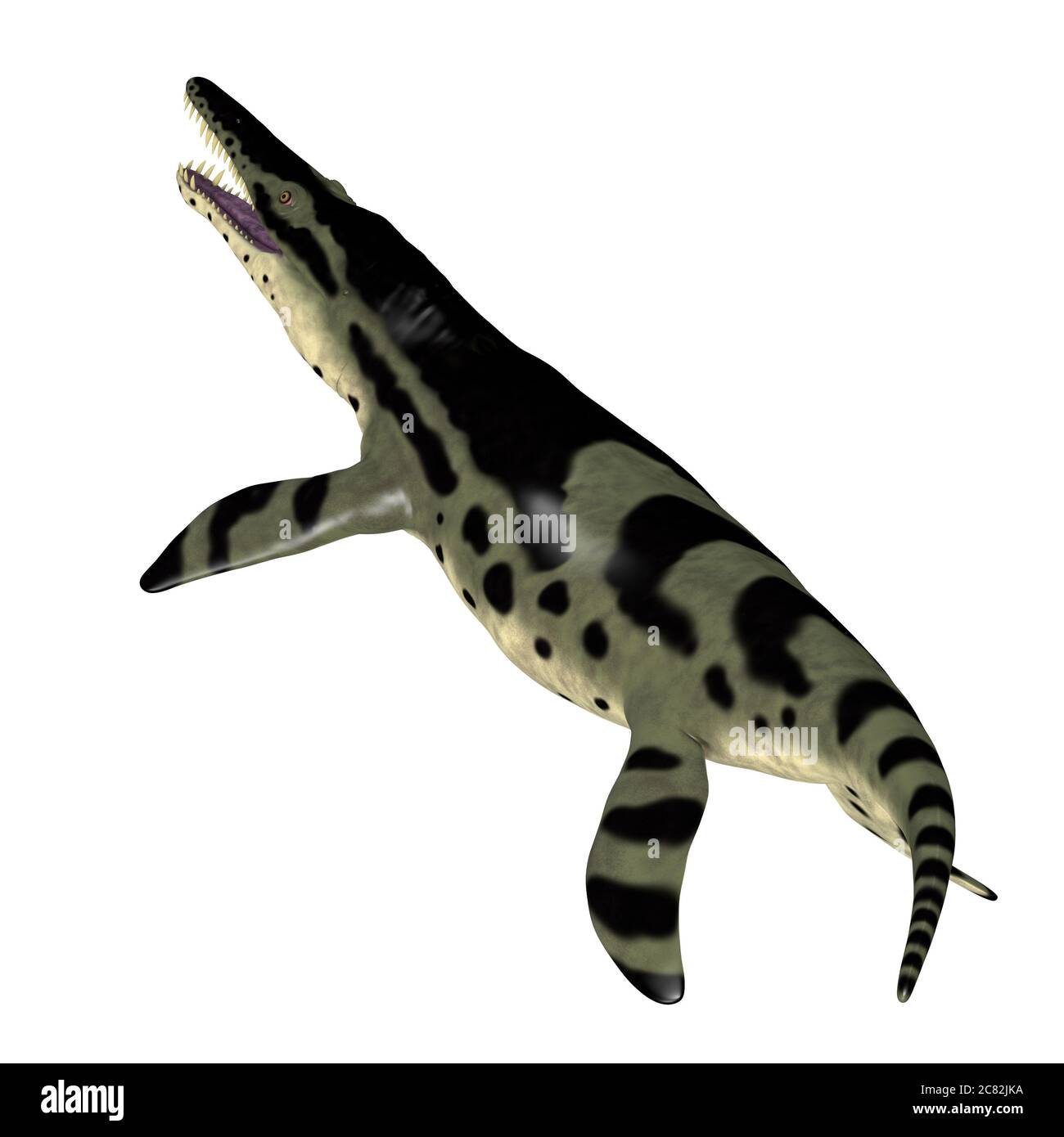Das fleischfressende Meeresreptil Kronosaurus lebte in der Kreidezeit in den Meeren Australiens. Stockfoto