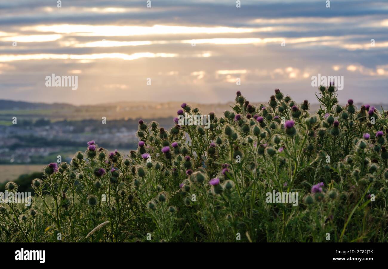 Thistle wächst in schottischer Landschaft Stockfoto