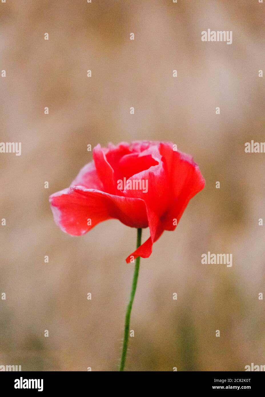 Poppy Blume flachen Fokus Schuss Stockfoto