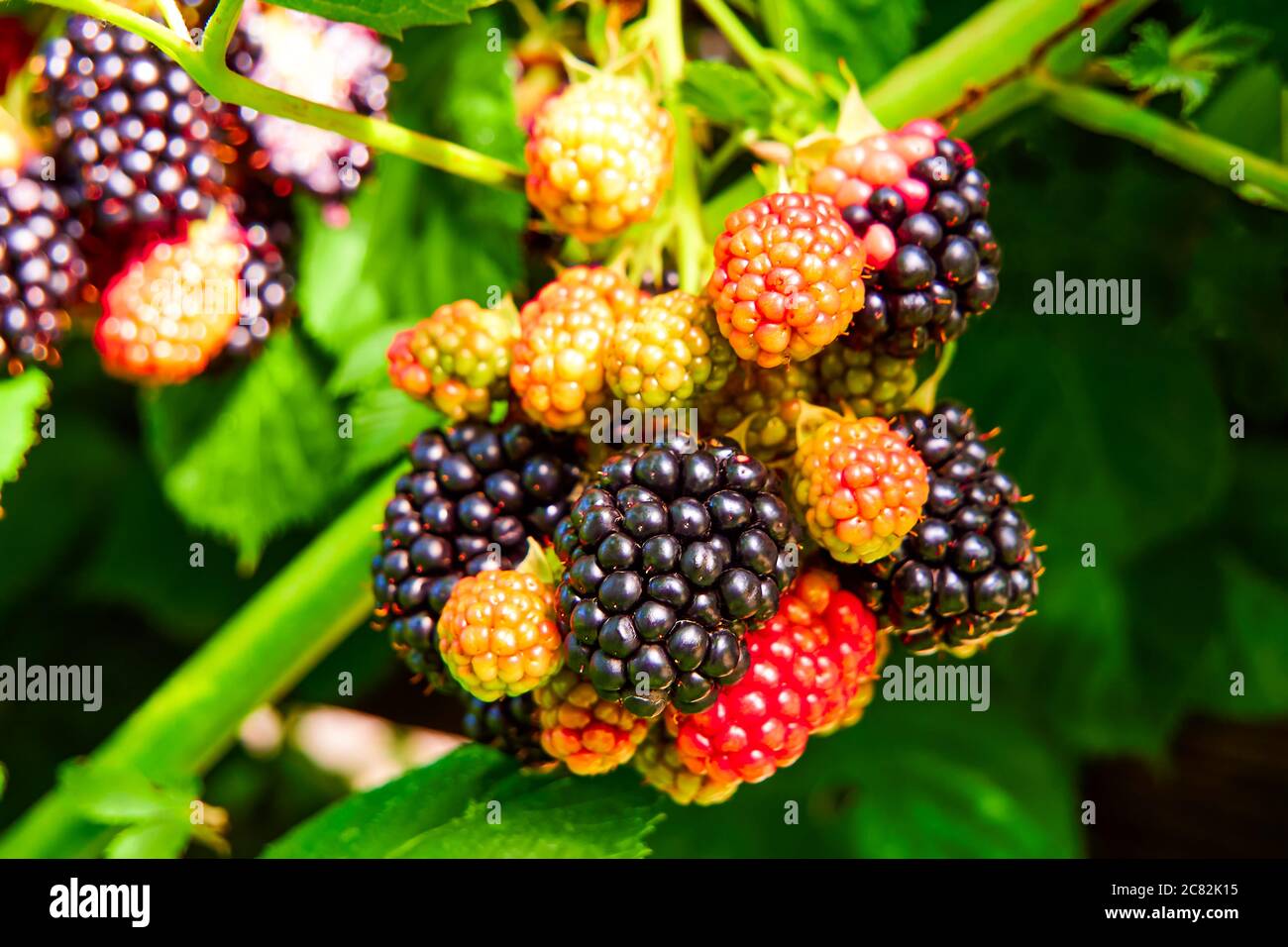 Brombeeren wachsen im Garten. Reife und unreife Beeren auf einem Busch mit grünen Blättern selektiver Fokus. Berry Hintergrund. Stockfoto