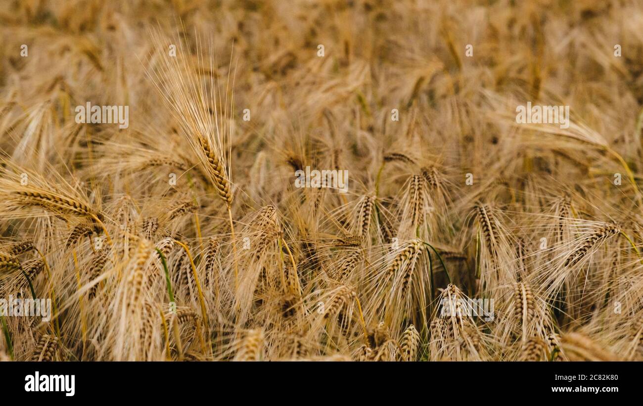 Gerstenfeld Stockfoto