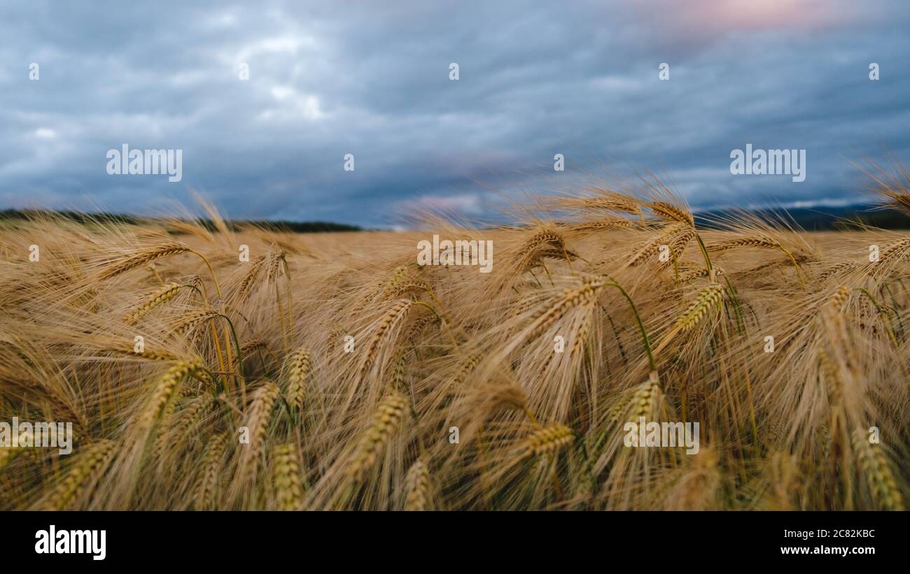 Midlothian, Schottland Gerste Feld Stockfoto