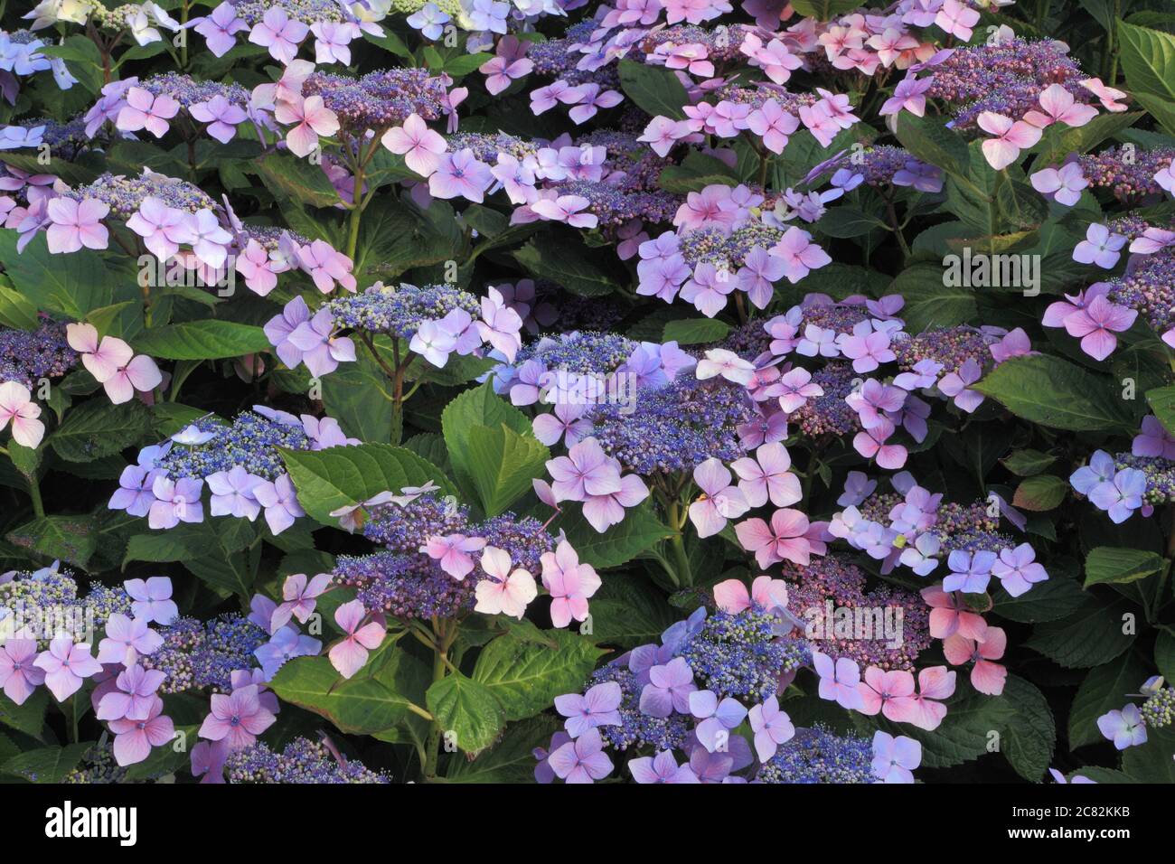Hortensia macrophylla 'Blue Wave', Hortensia 'Ariesii Perfecta', Spitzenkappe Stockfoto