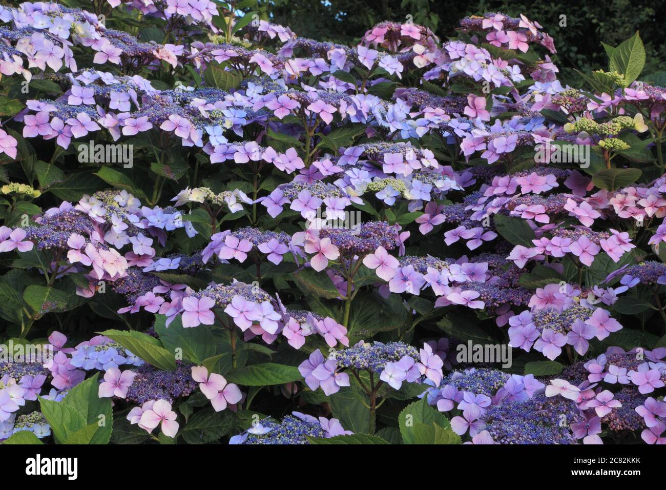 Hortensia macrophylla 'Blue Wave', Hortensia 'Ariesii Perfecta', Spitzenkappe Stockfoto