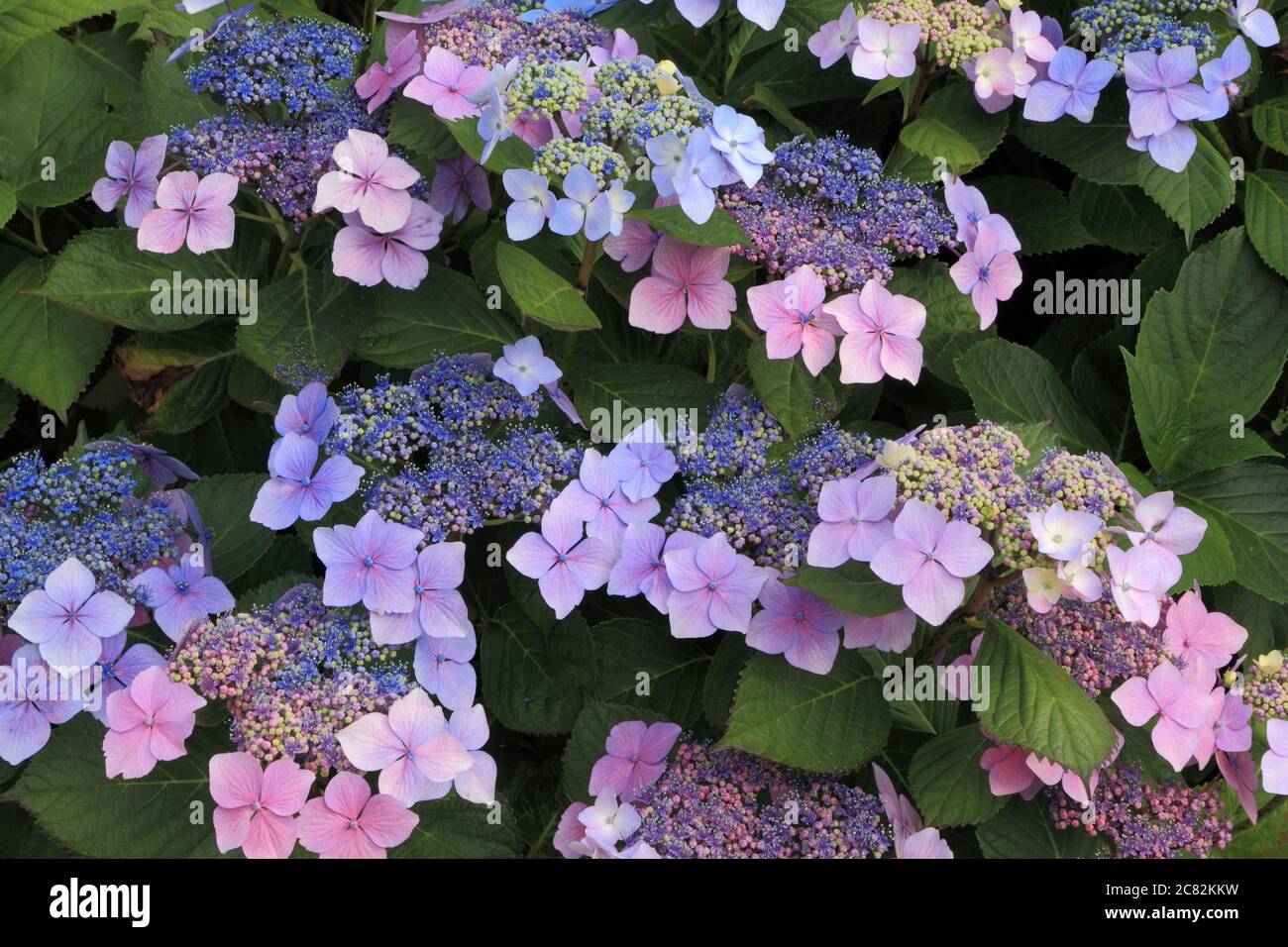 Hortensia macrophylla 'Blue Wave', Hortensia 'Ariesii Perfecta', Spitzenkappe Stockfoto