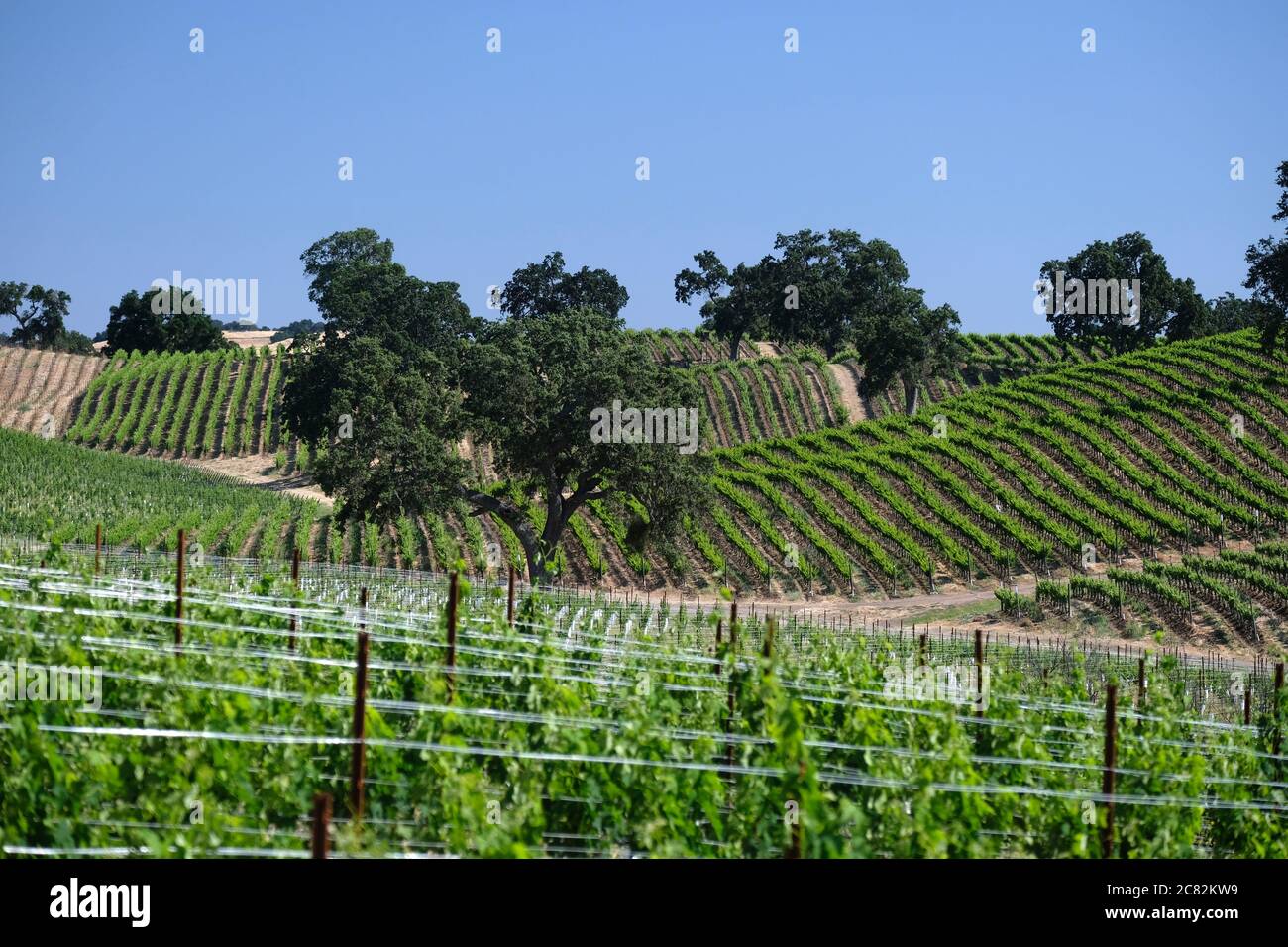 Eichen in den Weinbergen und sanften Hügeln des Weinanbaugebiets Paso Robles Stockfoto