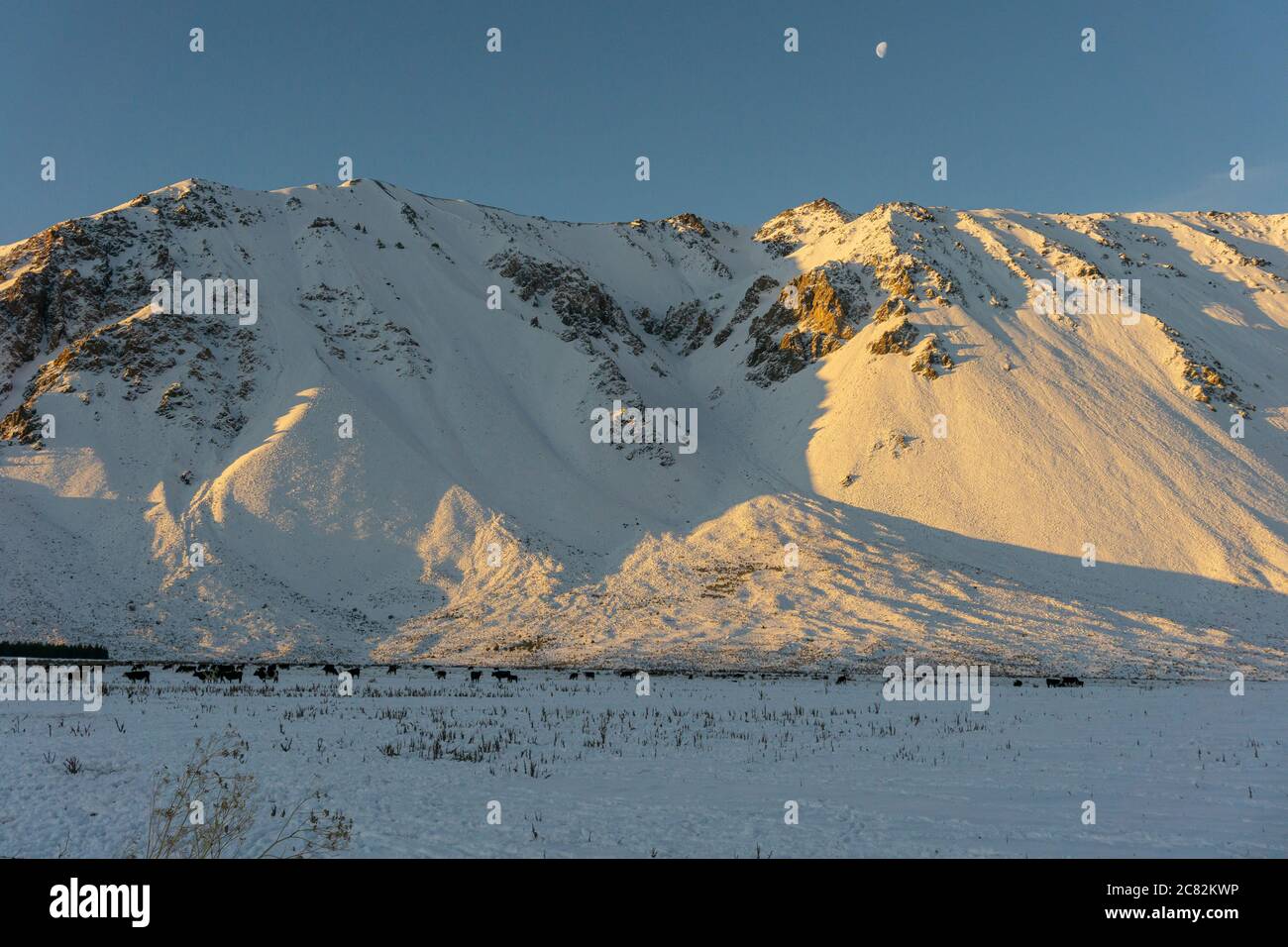 Viehzucht auf einem Schneefeld gegen Berge während der Wintersaison in Esquel, Patagonien, Argentinien Stockfoto