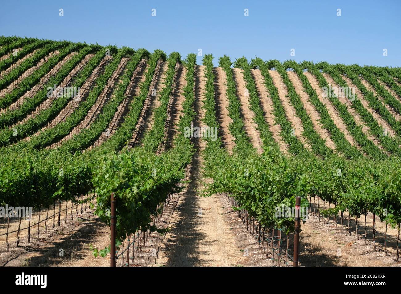 Reihen von Weinreben, die sich bis zum Horizont über einen Hügel in der Nähe von Paso Robles, Kalifornien, erstrecken Stockfoto