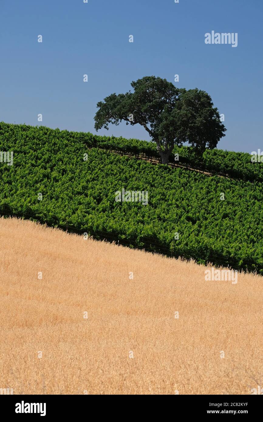 Zwei Töne von grünen Reben und braunem Gras mit einer einzigen Eiche in einem Weinberg von Paso Robles Stockfoto