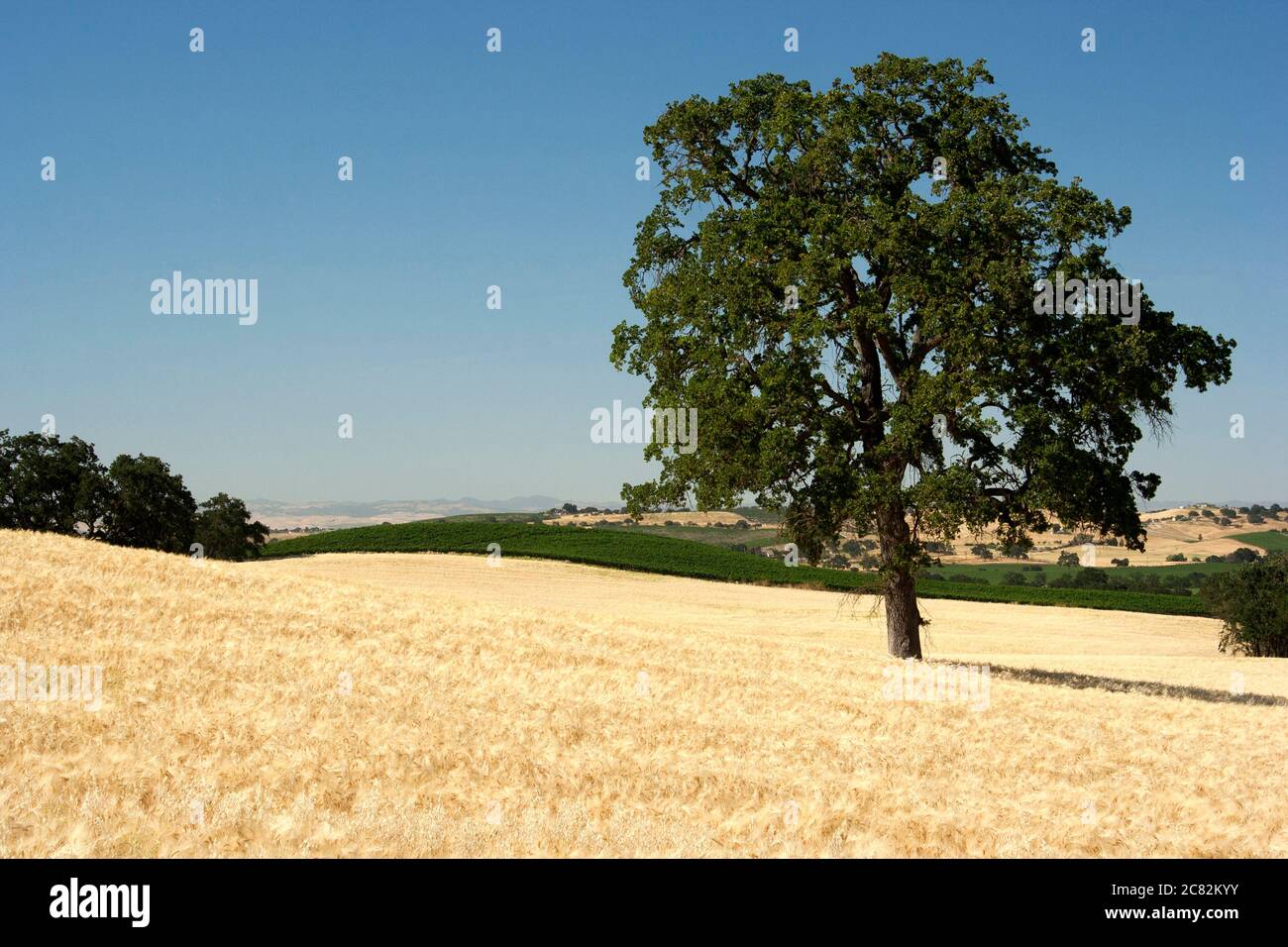 Einzelne Eiche in einem goldenen Weizenfeld an einem Sommernachmittag gesetzt Stockfoto